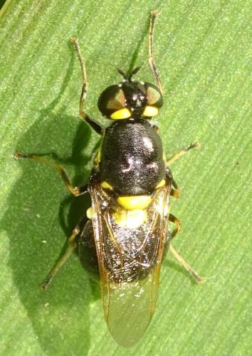 Oxycera leonina